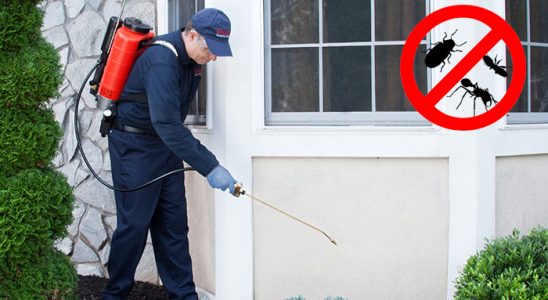 Kangal Dezenfeksiyon böcek ilaçlama ve haşere kontrolü — ilaclama-tr.com
